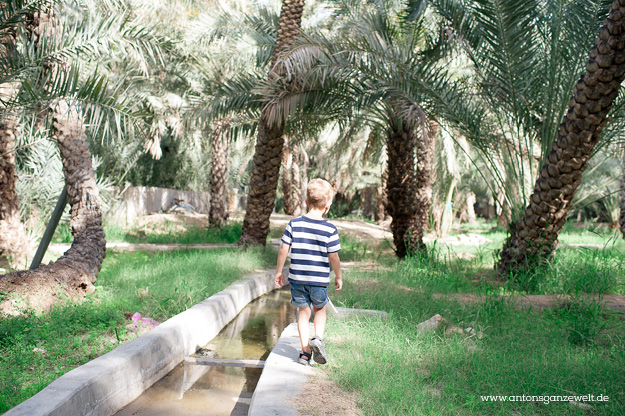 Wüste und Oasen in Abu Dhabi mit Kindern entdecken15